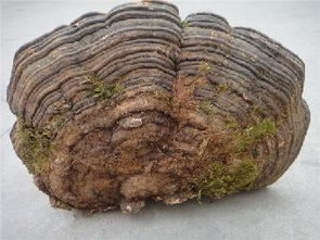 野生灵芝的价格,大兴安岭野生灵芝有多贵