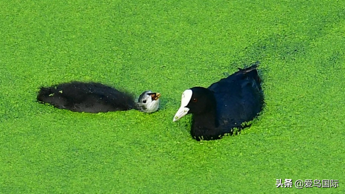 2020观鸟,观鸟大年影片