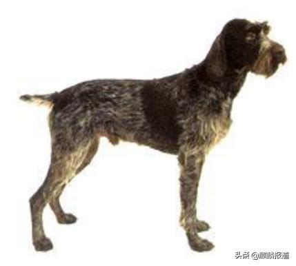 金毛禁养犬名单曲靖,曲靖麒麟区城区养犬标准规定