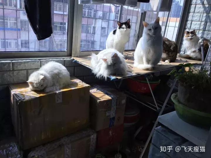 如果舔猫一口猫会怎样,猫猫能舔到全身吗