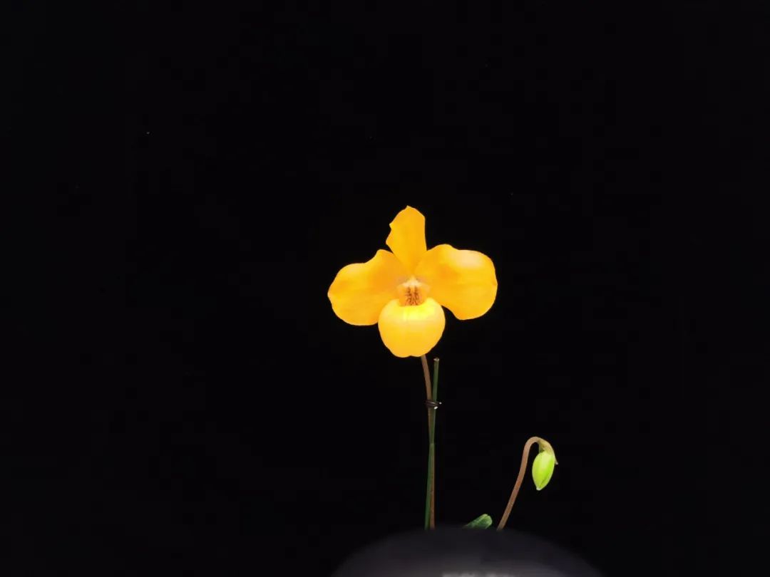 幽兰之风丨兰花种种风情这都有