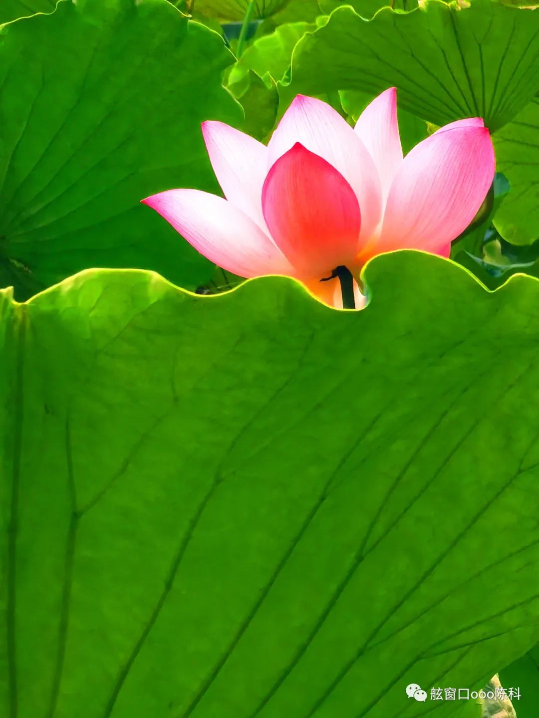 火红色的七月,火红的7月