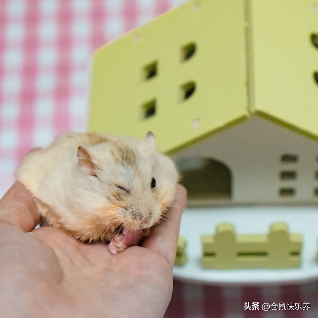 仓鼠躺着一动不动只喘气,仓鼠躺着不动了身上还湿一块