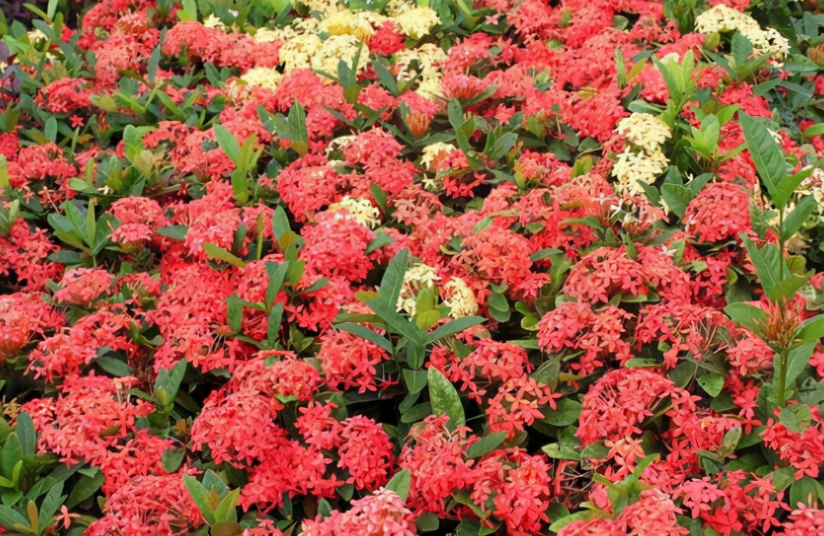 适合养在室内的红色花植物,大红色花盆栽什么植物好看
