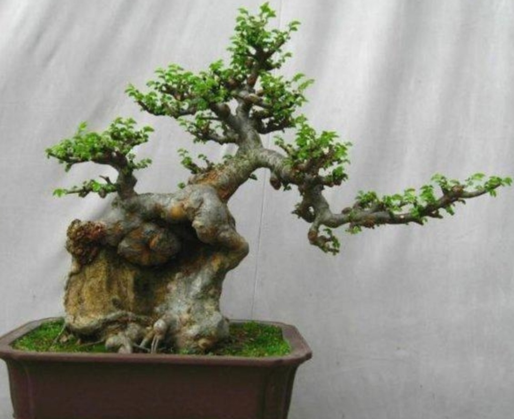 十种不适合做盆景的植物,盆景不用浇水品种