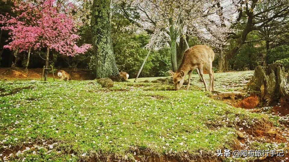 京都和奈良有什么不同,京都和奈良区别
