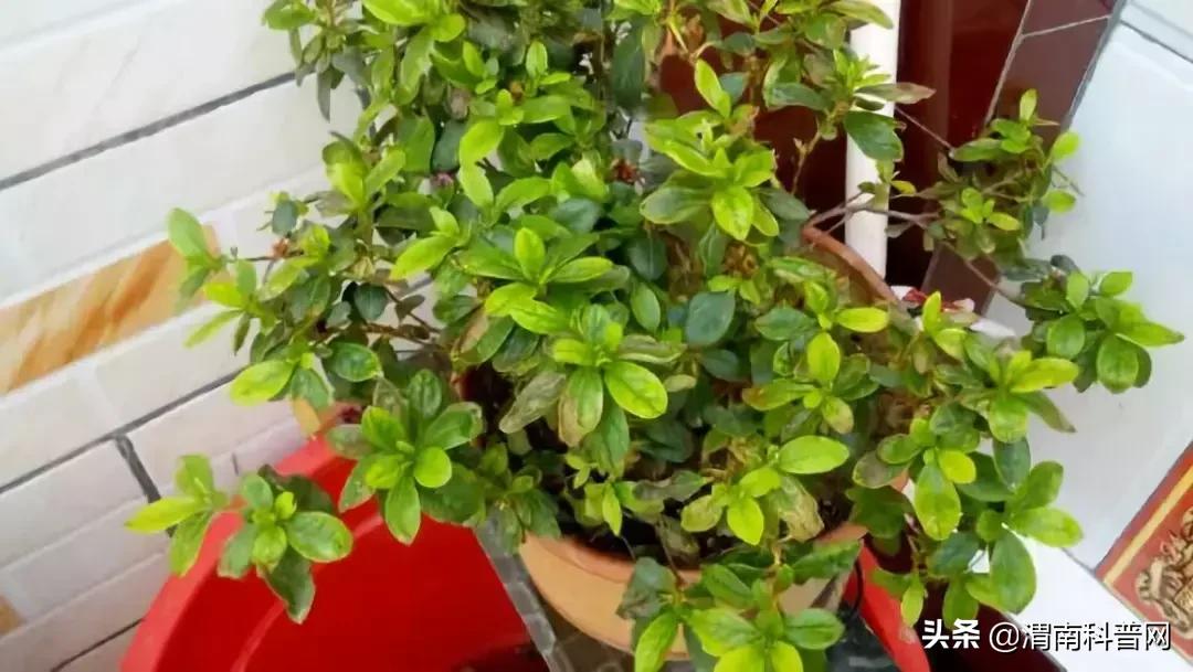 妞嶇墿鍡栧棖闀跨垎鐩嗕笉榛勫彾,鍏绘鐗╀竴涓槦鏈熶笉姝荤殑绉樻柟