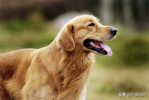 金毛怎么养才会不拉稀,4个月金毛背毛粗糙怎么办