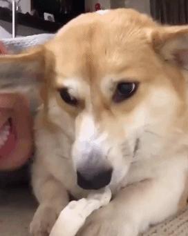 狗狗双排牙影响咬合力吗,狗狗的咬合力多大