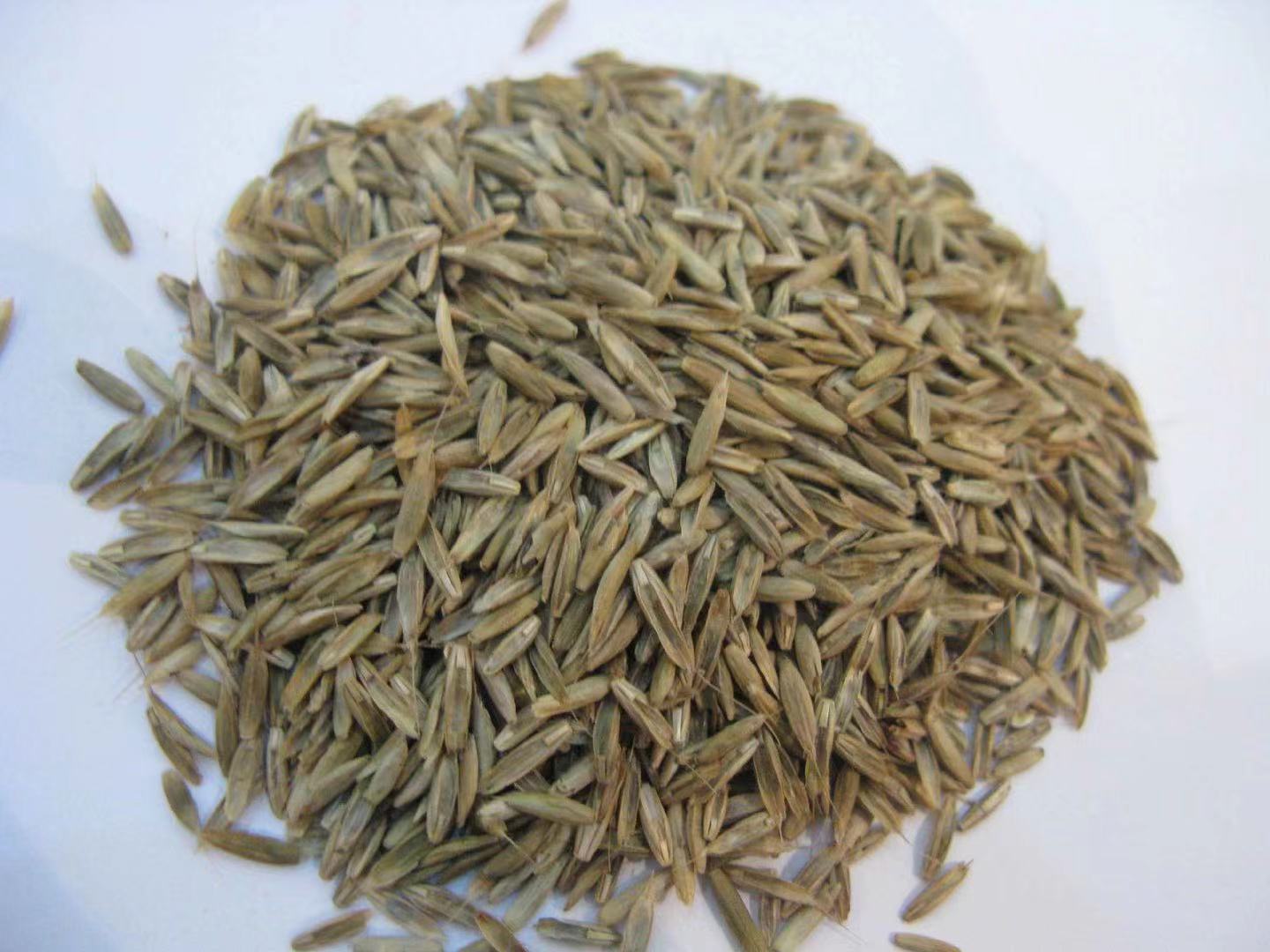 纪果欢｜怎么辨别种子的质量？受哪些因素影响？看完这篇你就知道