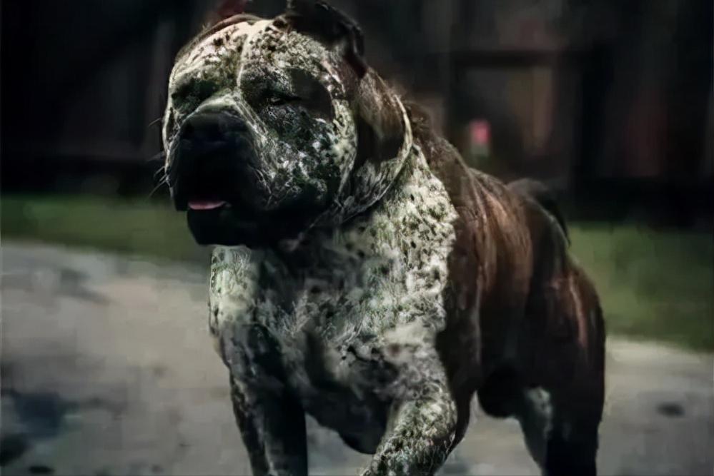 世界上被禁养的5种狗狗,十大恶犬加纳利犬