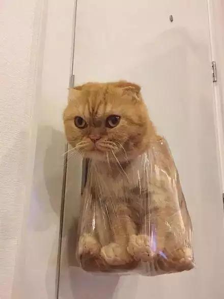 橘猫弄坏主人化妆品，被装进塑料袋挂起来，看这小眼神还挺凶
