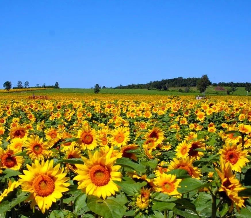 中国天路震撼视频,中国十大惊艳的天路