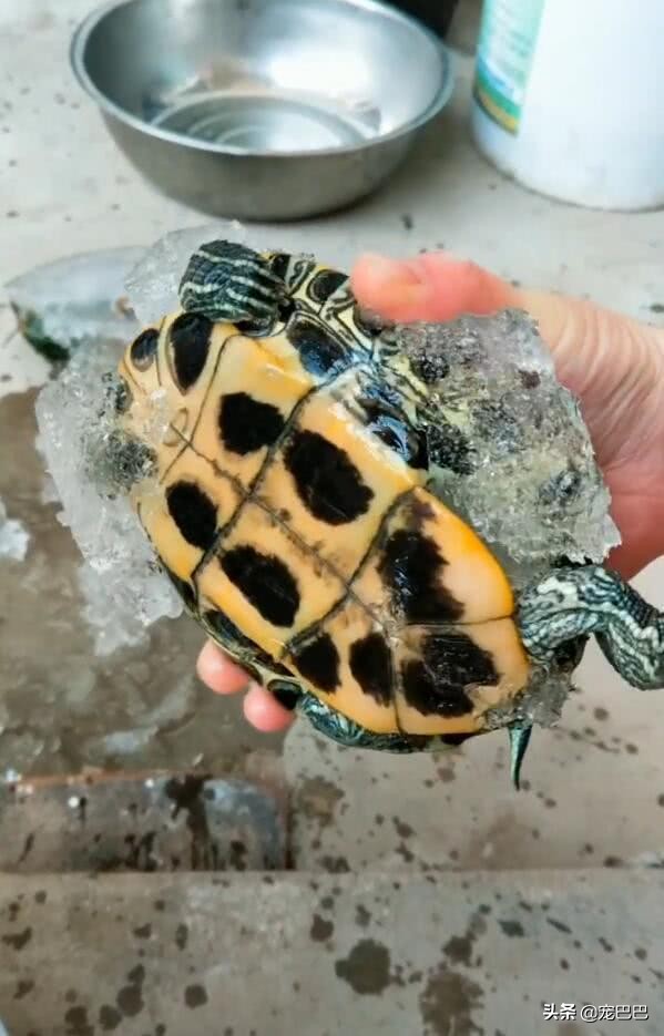 乌龟冻硬了还能活吗,乌龟不小心被冻僵