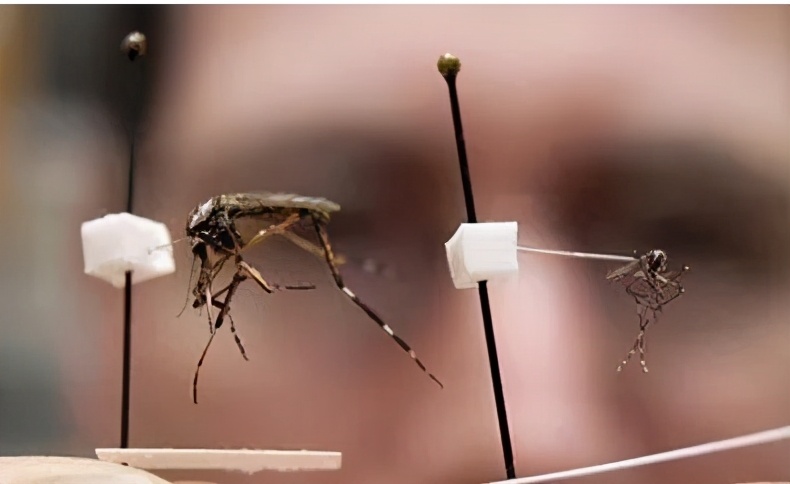 驱蚊必备蚊香防蚊神器,防蚊必备电热蚊香驱蚊神器
