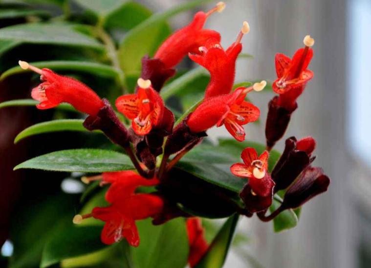 口红花的养殖方法和注意事项,口红花怎么养步骤教程