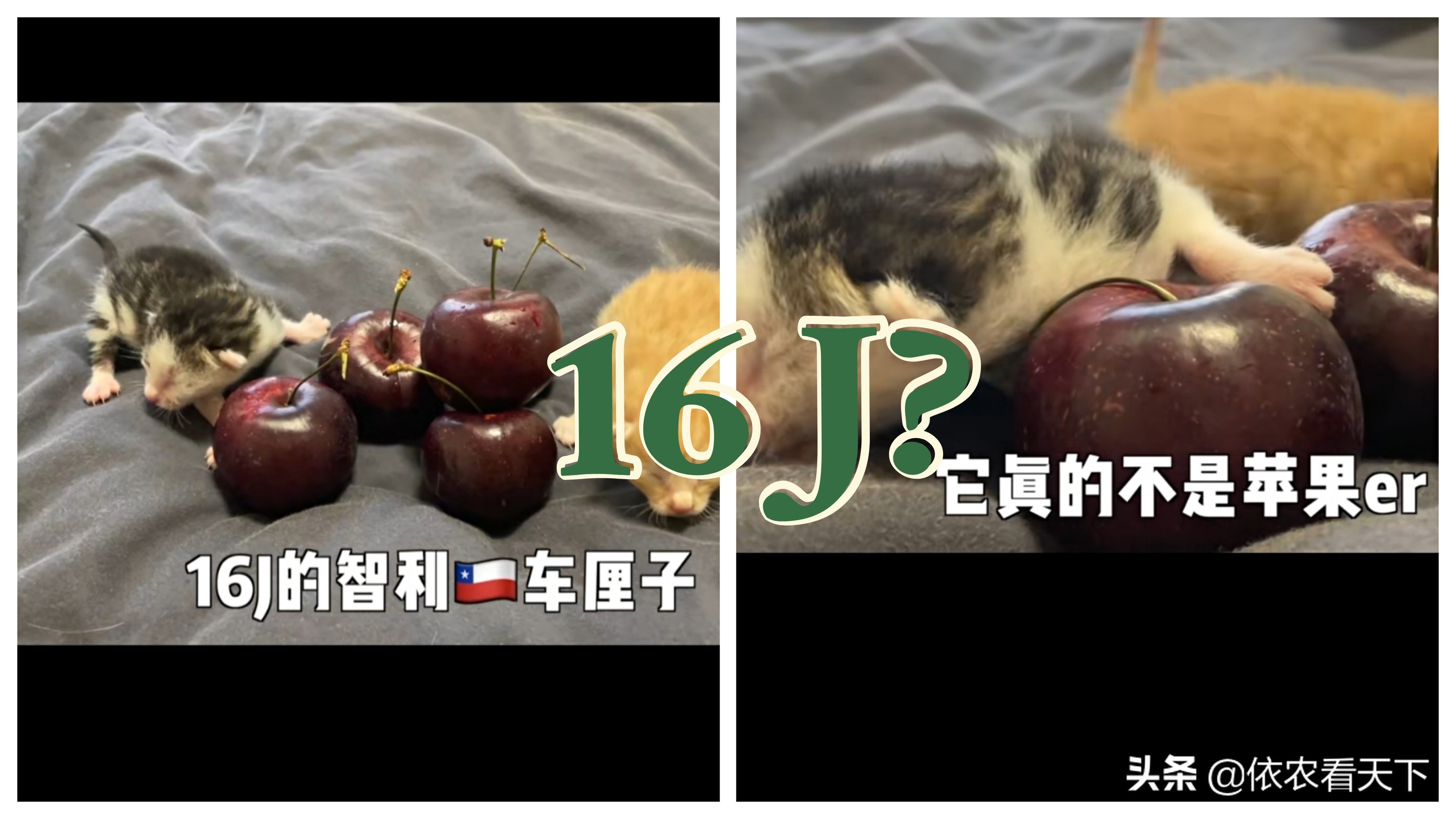 起底“16J车厘子”，大樱桃赢在大上，但不至于大似黑布林
