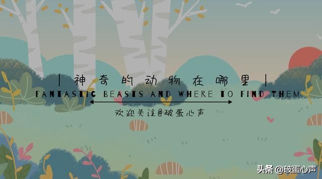 不期而遇:同猫头鹰的短暂邂逅,让我彻底爱上了这个小家伙