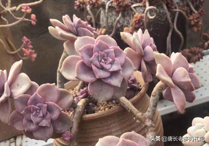 水桩好不好,水桩好养吗