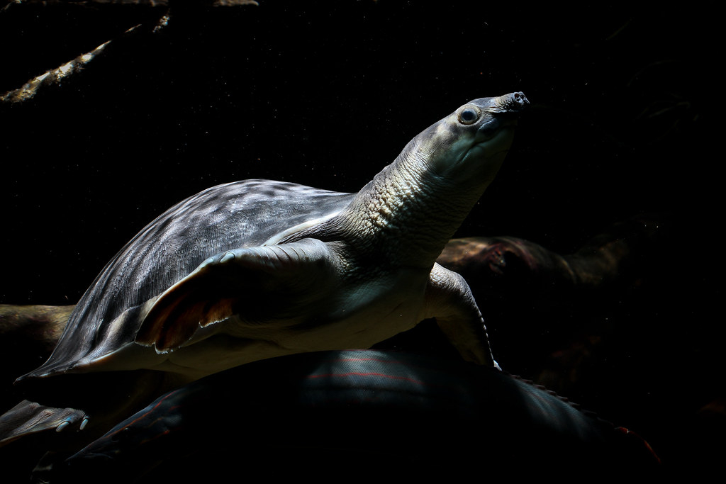 淡水猪鼻龟,淡水猪鼻龟吃啥