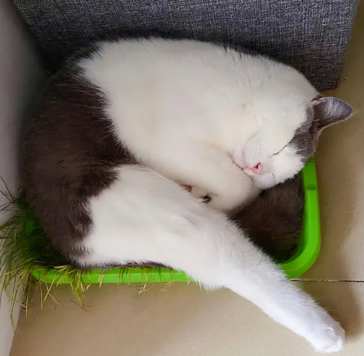 猫的终极凡尔赛：你的屏幕放不下我的腿