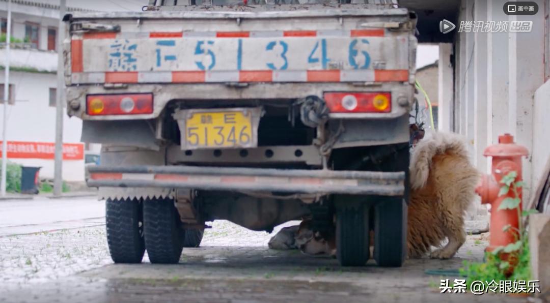 什么小动物最可爱最便宜最容易养,小动物长得最美也最可爱