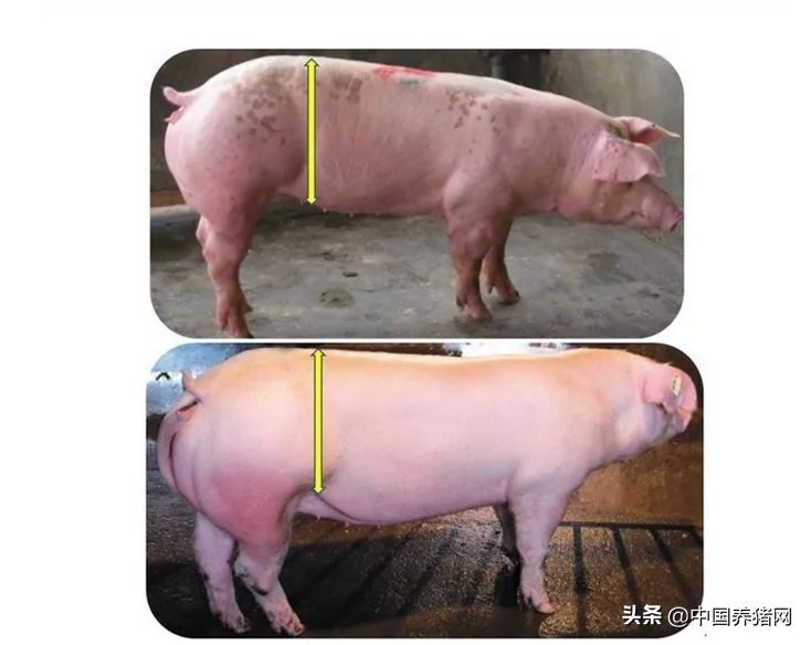 非瘟的养猪方法,非瘟下的养猪人