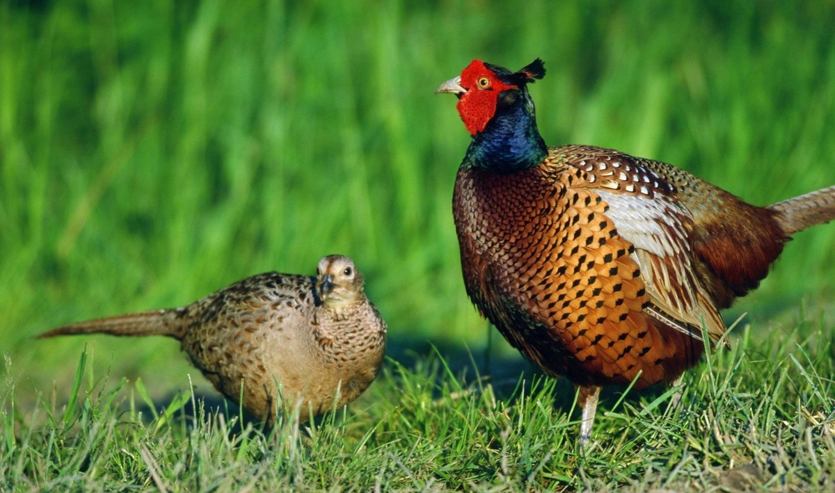 野鸡破坏农作物犯法吗,怎样可以高效的防止野鸡破坏庄稼