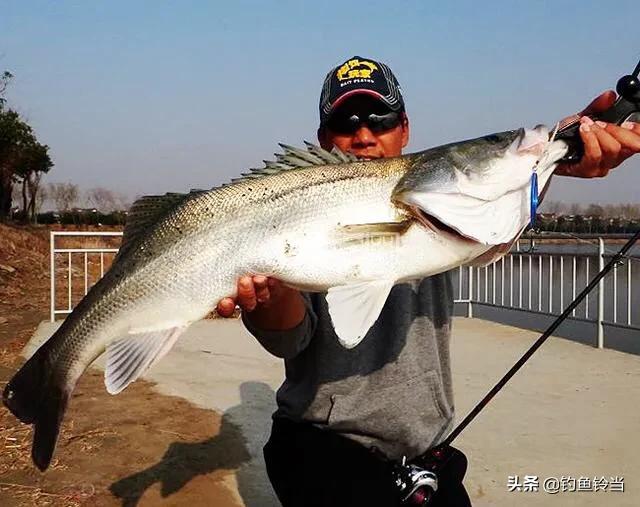 春季钓海鲈鱼用什么饵最好,如何钓海鲈鱼黑坑教学