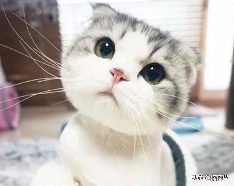 猫咪鼻子热是不是生病了,猫咪鼻子干是正常还是生病了