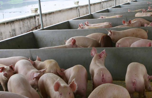 猪腿瘸用什么药效果好,猪腿瘸了怎么吃药治疗