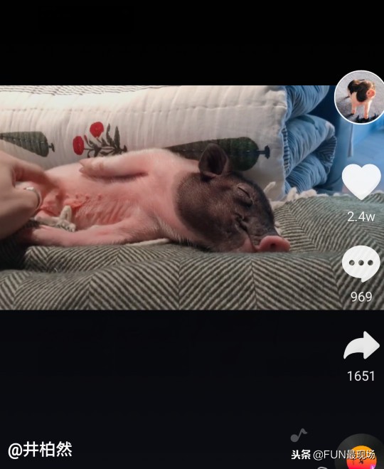 井柏然抖音小猪,井柏然给白敬亭送小猪佩奇