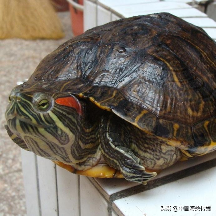 外国宠物怎么买卖,异国宠物交易背后的真相