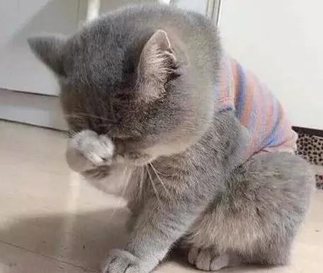 解答宠物问题,关于宠物的问题和答案大全