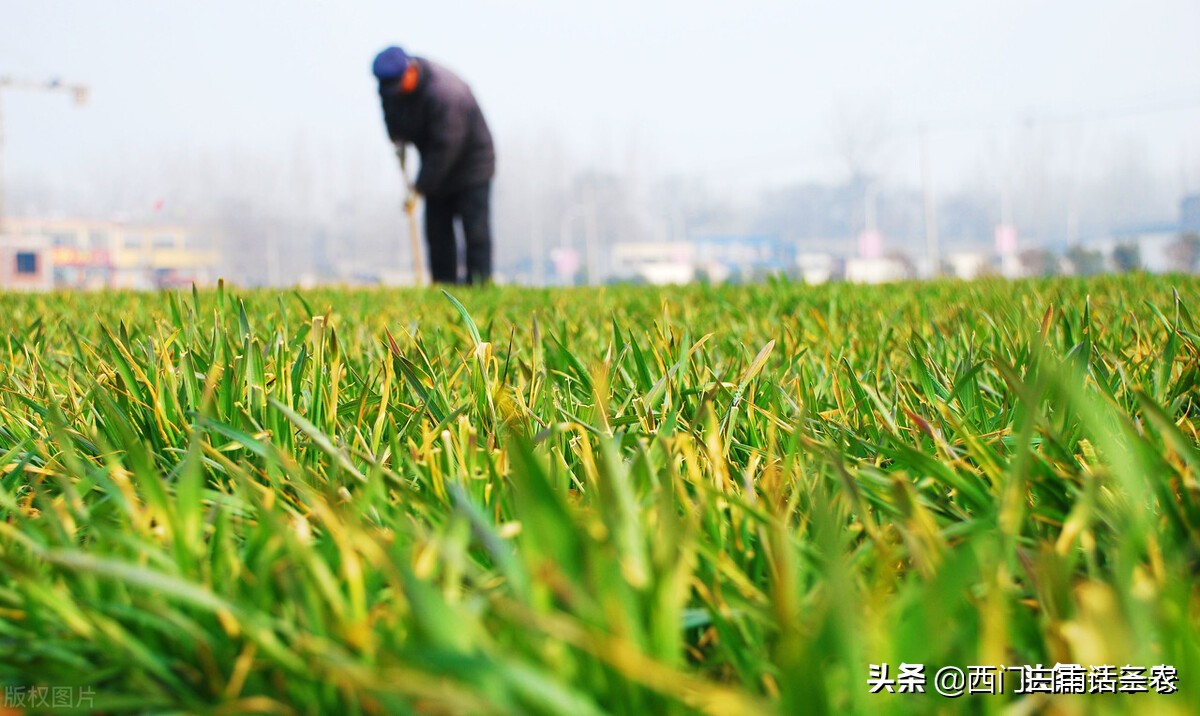 安徽粮食补贴2021年一亩地多少钱,粮补怎么查2021年每一亩地补多少