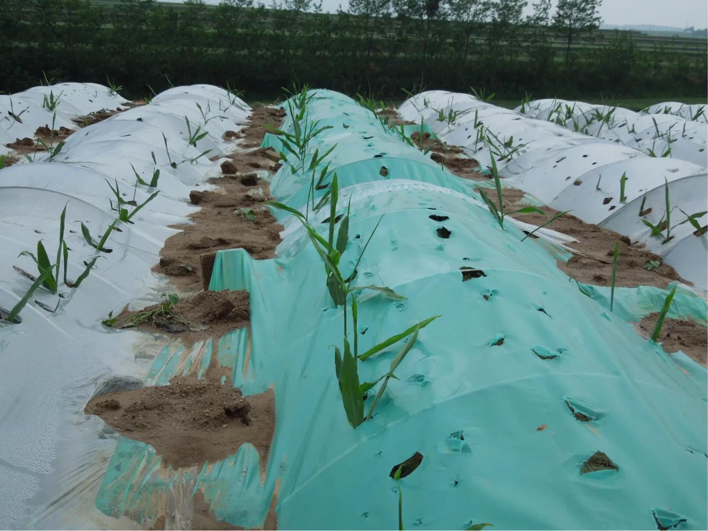 大棚生姜超过多少度会烤苗,生姜在小拱棚内没出芽时怎样保温