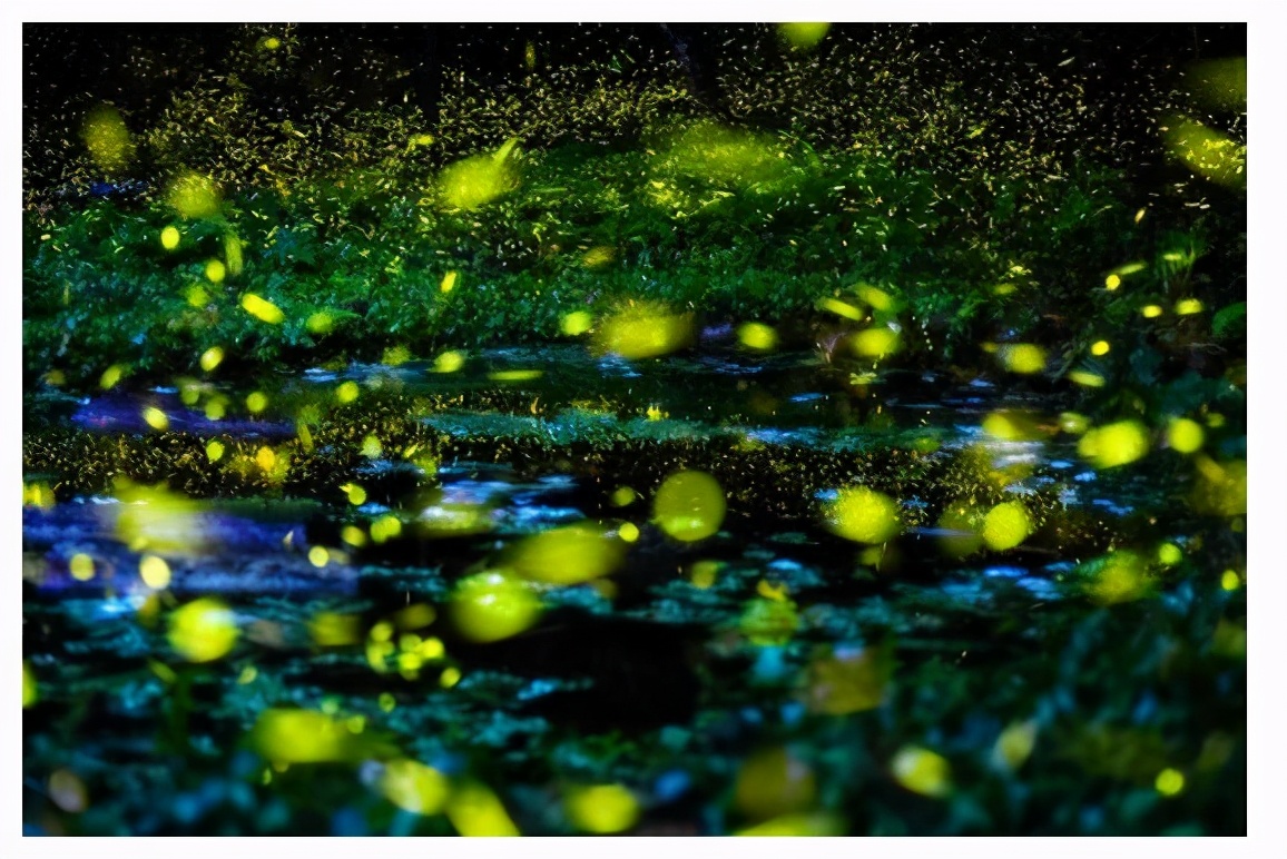 萤火虫的特殊发光物质是什么,萤火虫的闪光是怎么发出来的