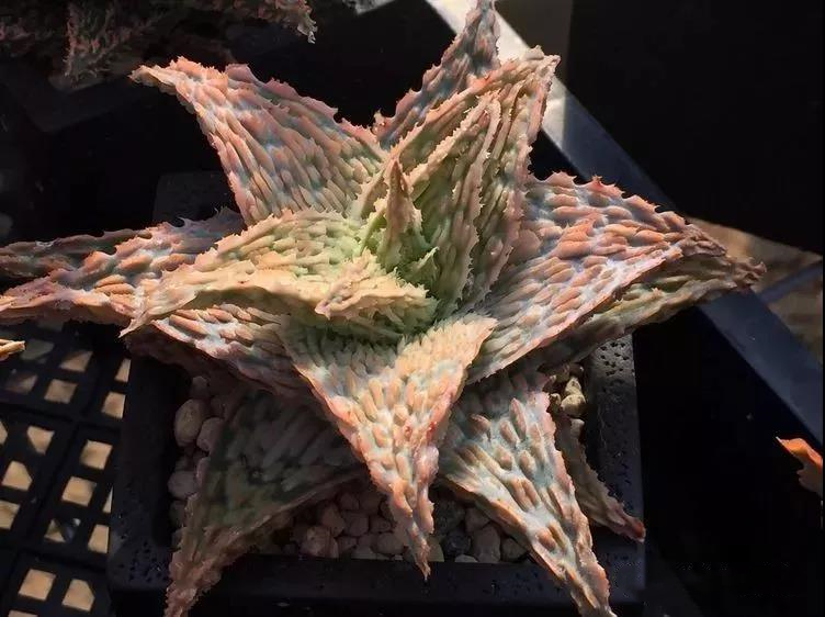 园艺观赏芦荟,园艺芦荟图鉴说明