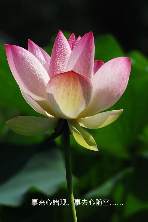 心中的神明,心中的神明作文