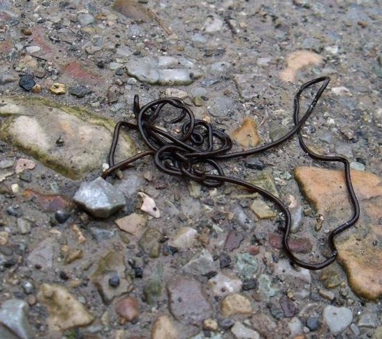 为什么螳螂会跳水自杀，难道脑子被控制了？