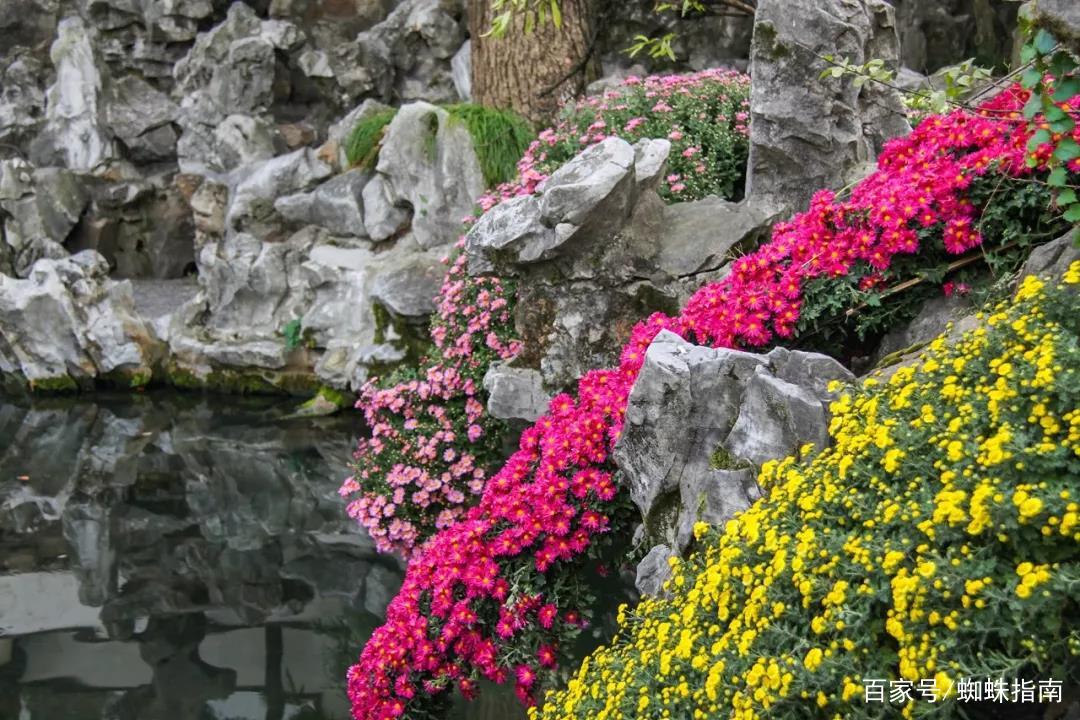 重阳节赏菊正当时，推荐国内这9个地方的赏菊好去处，沉浸式赏花