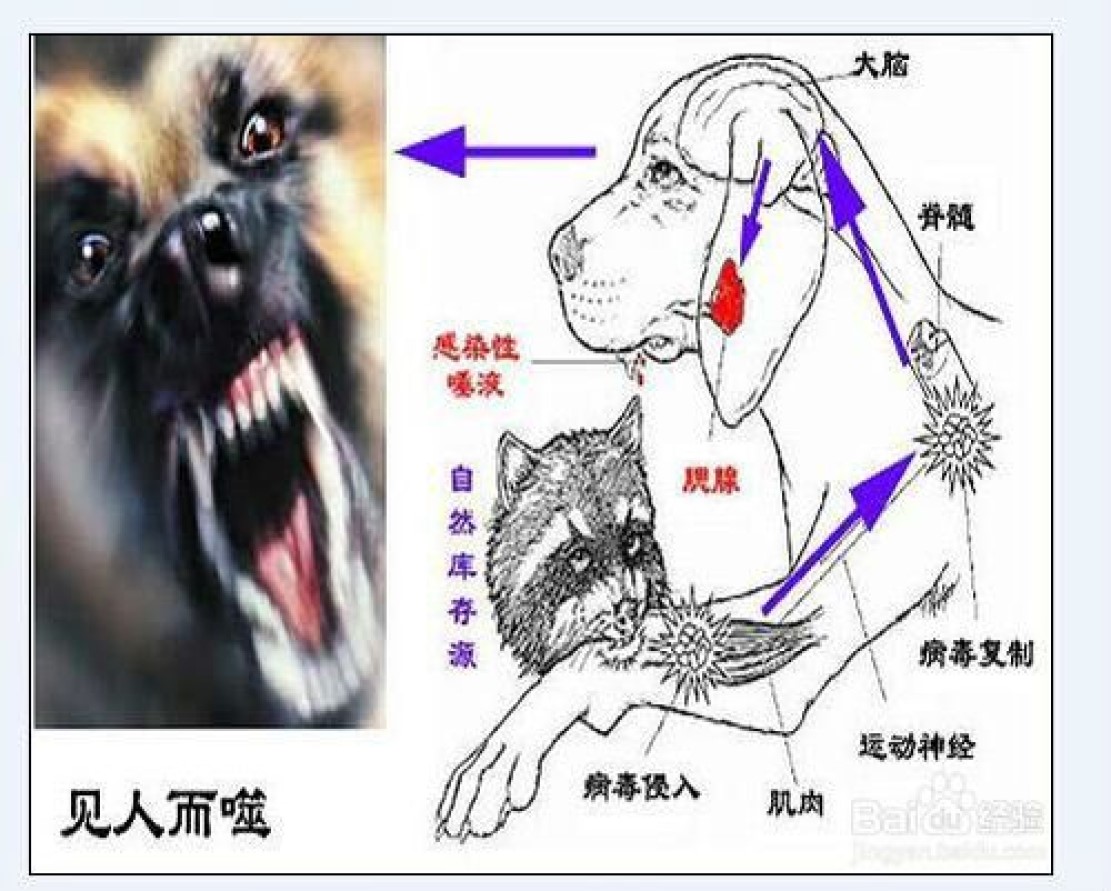 被狗咬有疯狗病吗,被疯狗咬后真的会像狗一样叫吗