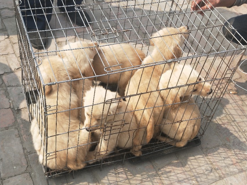 小伙去狗场抓德牧,开封狗市抓狗