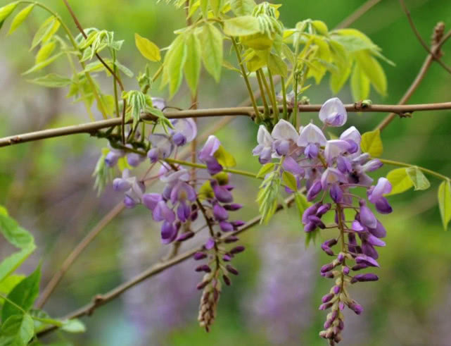 紫藤花盆栽阳台如何种植,紫藤花树什么时候种植好呢