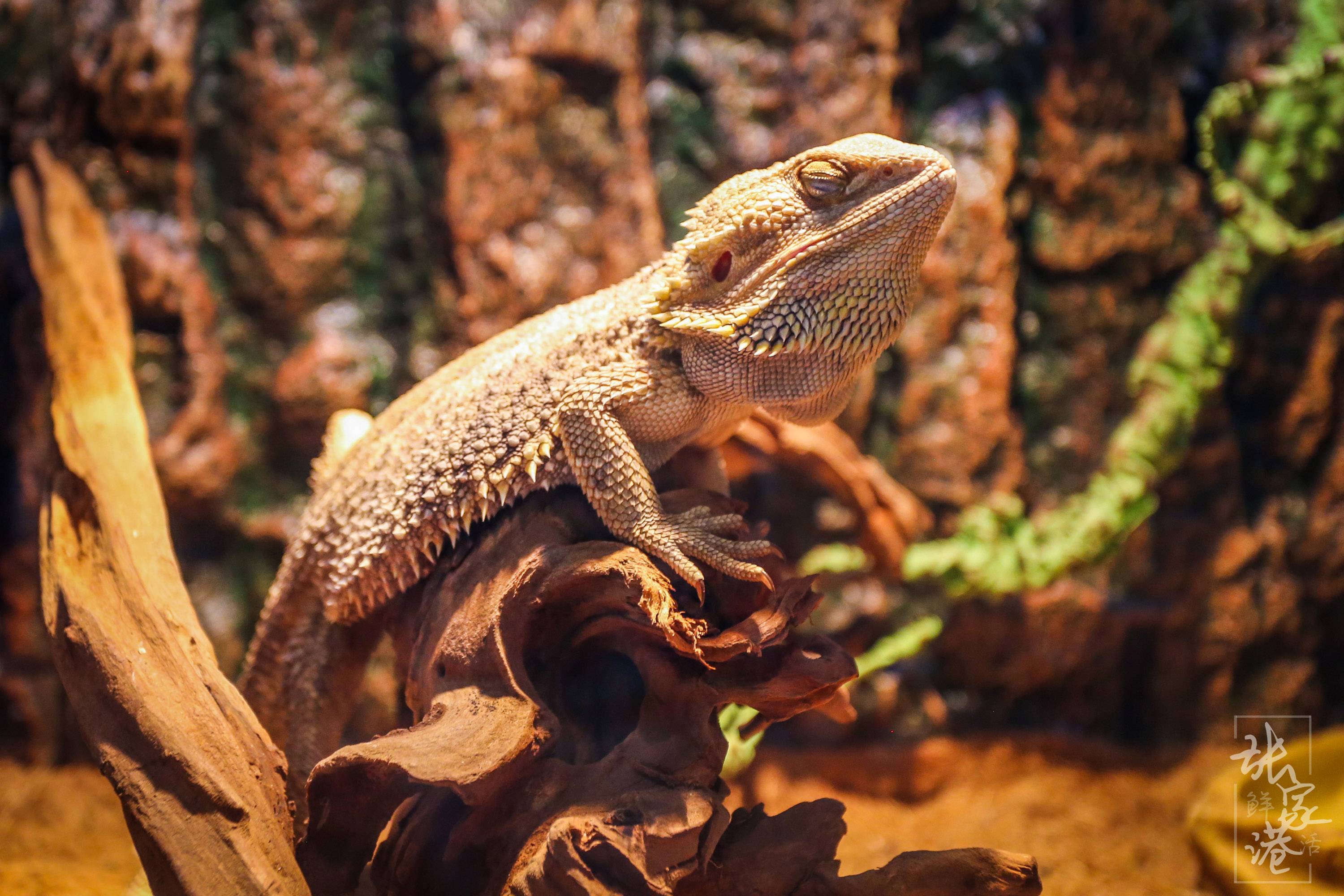 张家港的这座商场里竟然藏了这么大的海洋馆，一天电费高达一万元