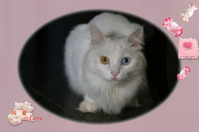 各种猫咪花纹品种,名贵品种猫咪大全