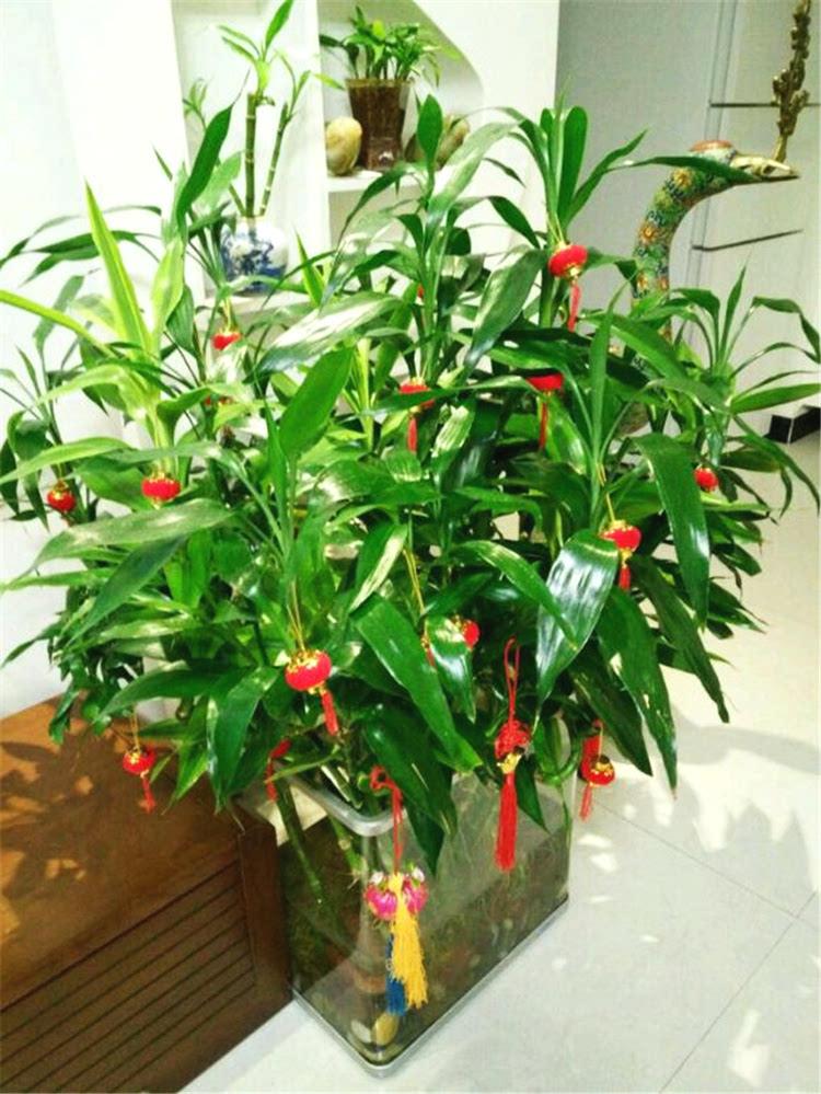 富贵竹爱长红蜘蛛吗,富贵竹黄叶爱喝什么水