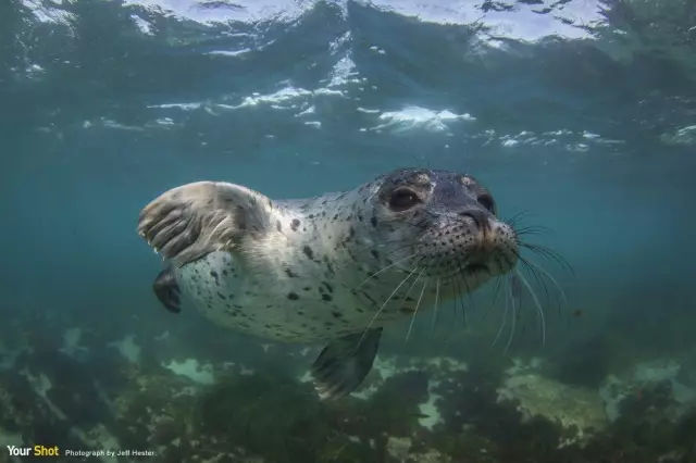 它土圆肥，却是出了名的网红