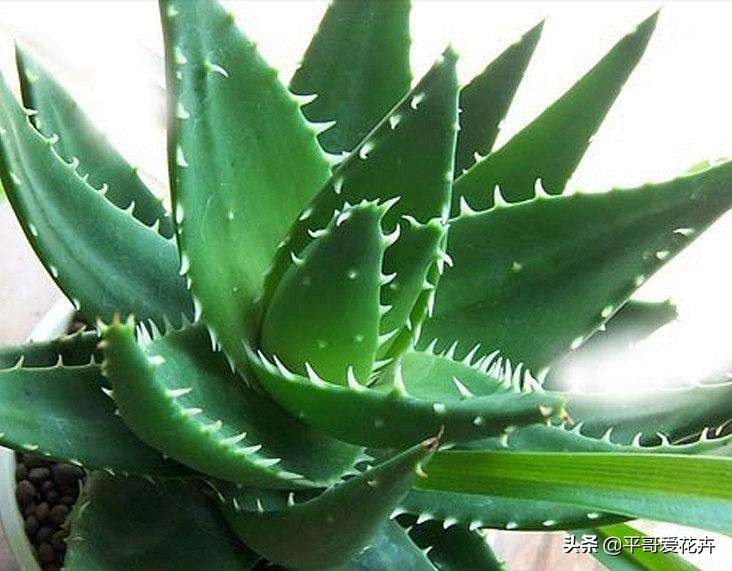 绿萝吊兰能活多久,怎么拯救要死的绿萝