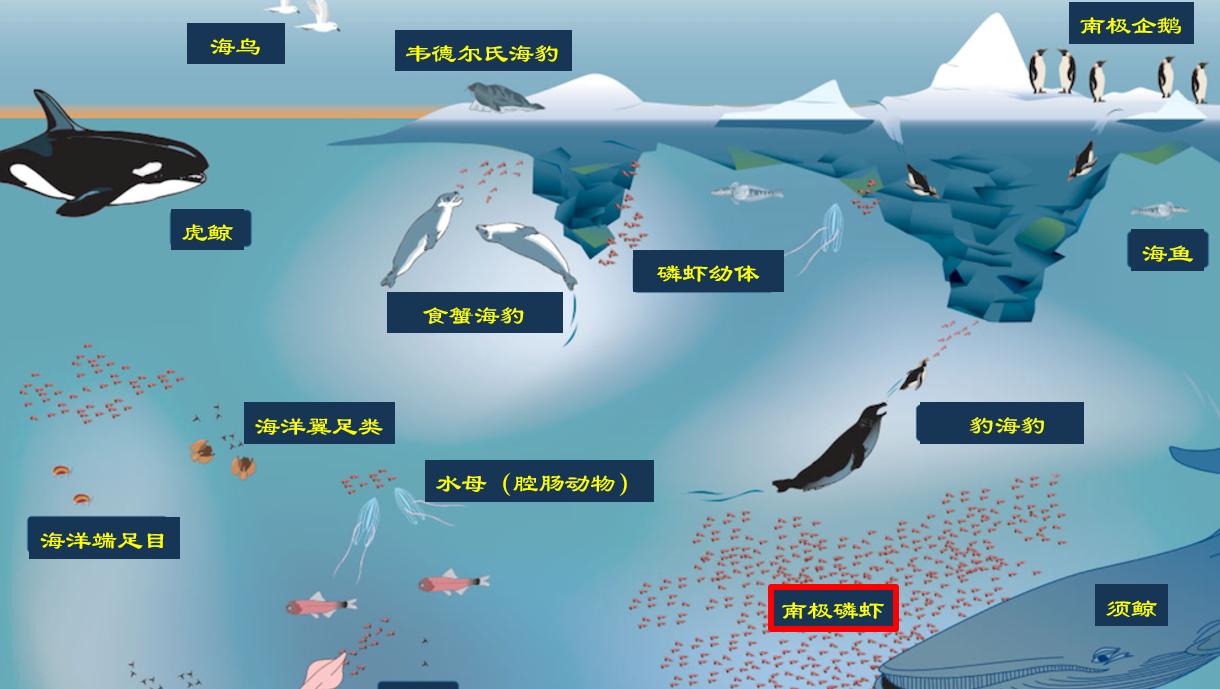 南极磷虾约10亿吨数量惊人的原因,南极磷虾数量减少最主要原因